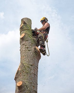 Ağaç cerrahı bir ağacın tepesine kandırdın iken bir chainsaw kullanma.
