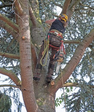 Ağaç cerrahı bir chainsaw taşıyan ağaca bir tırmanış başlar.