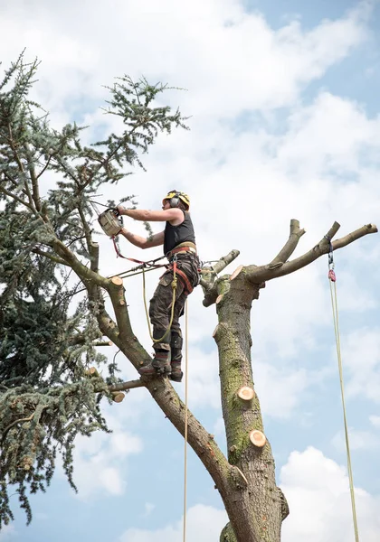 Arborist Avgränsades Till Toppen Ett Träd Trimmar Grenar Med Motorsåg — Stockfoto