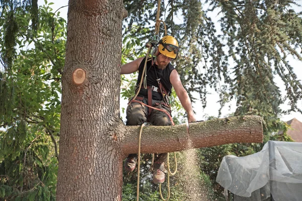 Arborist Bir Chainsaw Kullanma Bir Ağaç Dalı Kesme Başında — Stok fotoğraf