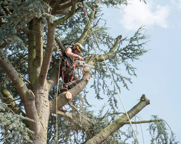 Arborist güvenli bir şekilde çalışır bir ağaç üstündeki kandırdın