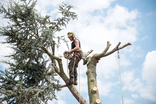 Ağaç Cerrahı Bir Emniyet Kemeri Halatlar Kullanarak Bir Ağacının Üstünde — Stok fotoğraf