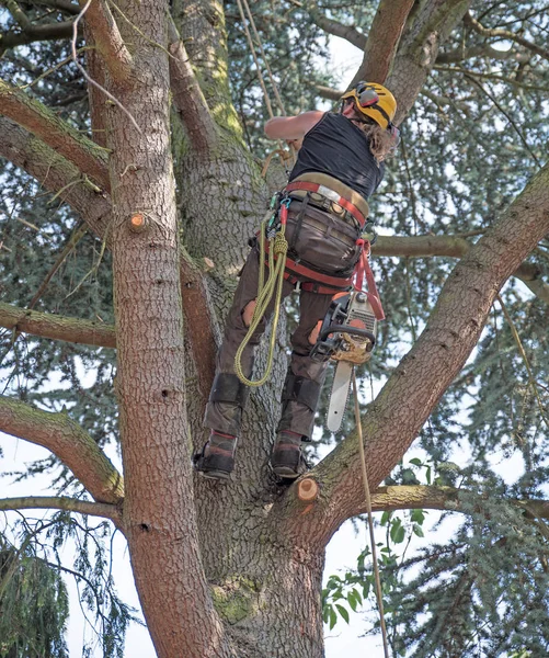 Tree surgeon starts a climb up a tree carrying a chainsaw.