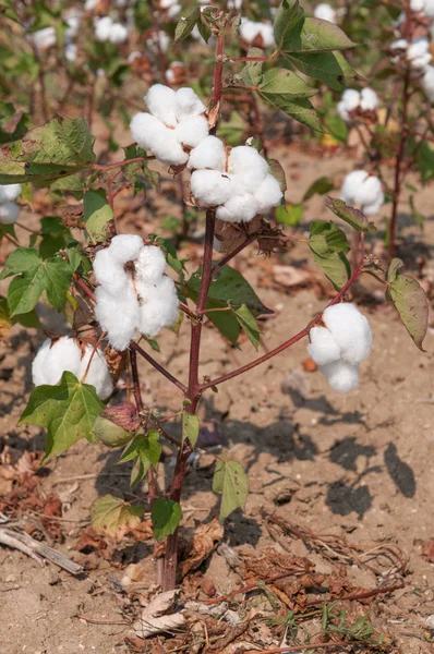 Buds of Cotton growing on a Cotton Plant in a field.