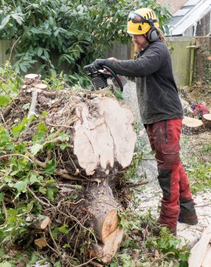 Bir ağaca kesme arborist.