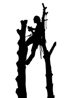 Bir ağaç cerrah veya arborist siluet vector iki ağaç arasında İpli