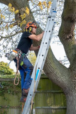 Arborist bir merdiven tırmanma