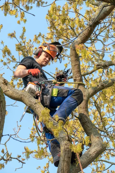 Arborist roped up a tree — Stock Photo, Image