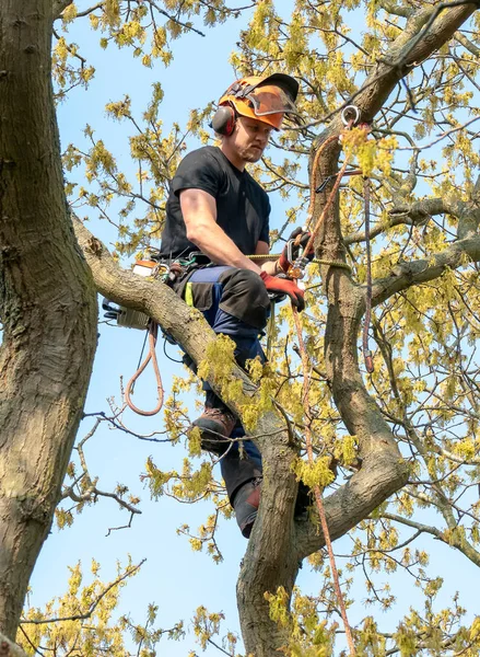 Tree Surgeon adjusting ropes
