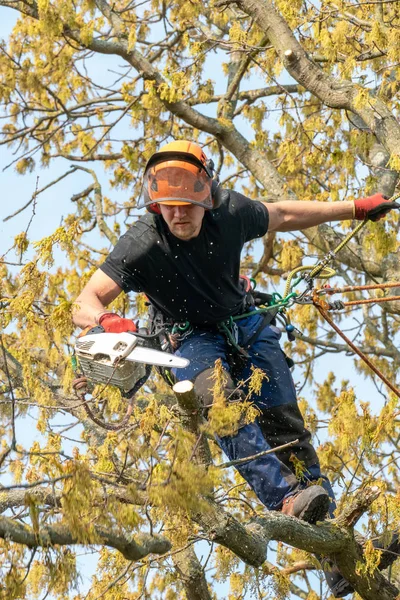 Träd kirurg skära en gren — Stockfoto