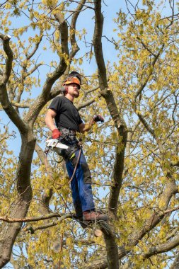 Arborist bir ağaç kadar iş