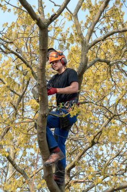 Ağaç cerrahı bir chainsaw kullanma.