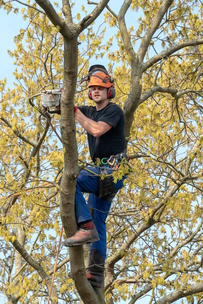 Arboriste coupant une branche . — Photo