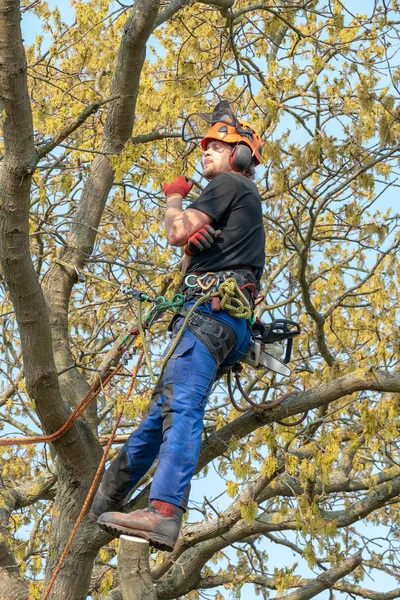 Baumpfleger ruht sich einen Baum aus — Stockfoto