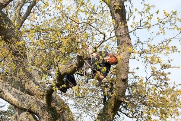 Arborist using safety ropes — Stock Photo, Image