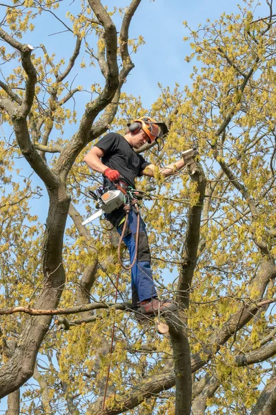 Tree Surgeon at work up a Tree.