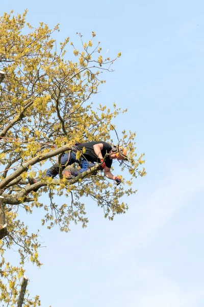 Cirurgião de árvore soltando um ramo . — Fotografia de Stock