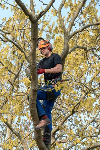 Chirurgien des arbres utilisant une tronçonneuse . — Photo