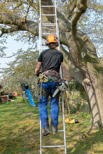 Arborist climbing a ladder. — Stock Photo, Image