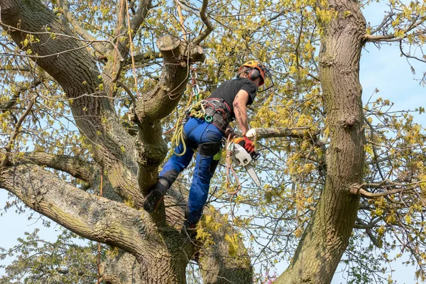 Chirurgien des arbres utilisant une tronçonneuse . — Photo