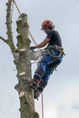 Ağaç sapında arborist