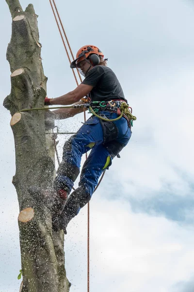 Arborist kesme ağaç sapı — Stok fotoğraf