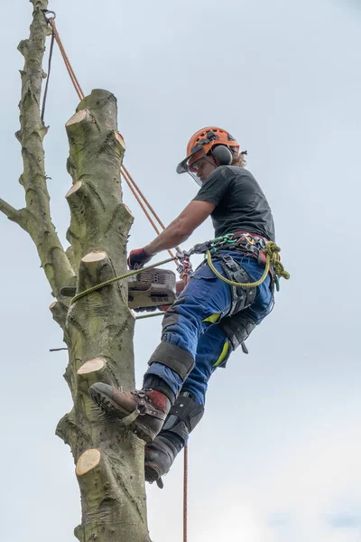 Tree Surgeon on tree stem