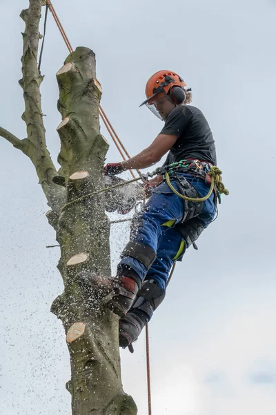 Baumpfleger am Baumstamm — Stockfoto