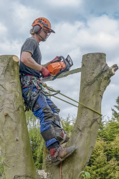 Tree Surgeon or Arborist using a safety rope and chainsaw .