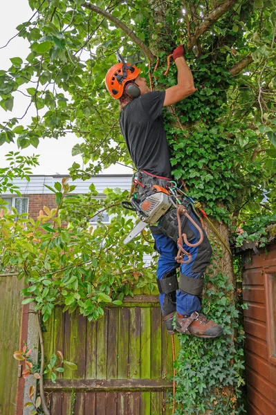 Baumchirurg bindet sein Sicherungsseil. — Stockfoto