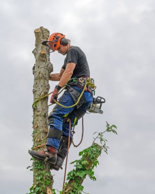 Ağaç ÜstündeKi Ağaç Cerrahı.