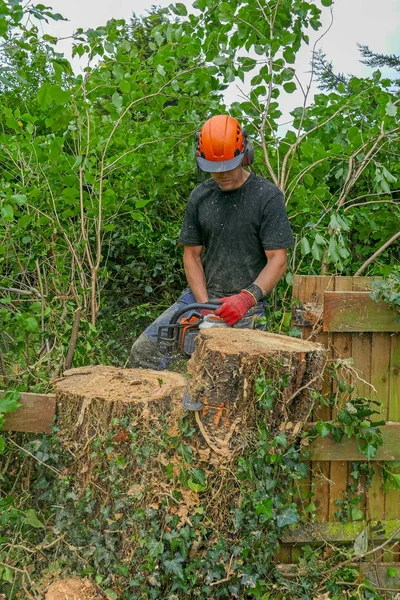 Arborist cutting tree stump