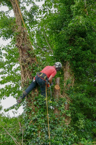 Arborista amarrado uma árvore alta — Fotografia de Stock