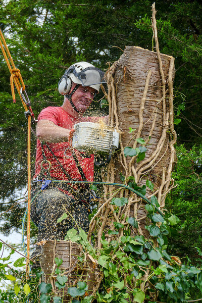 опилки от бензопилы
