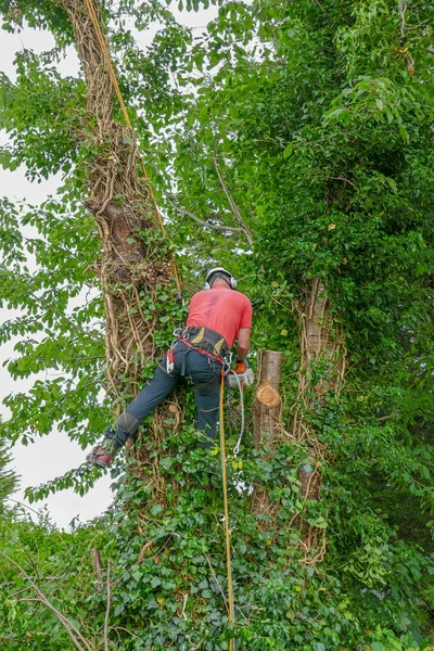 Ahli bedah pohon menggunakan gergaji mesin — Stok Foto