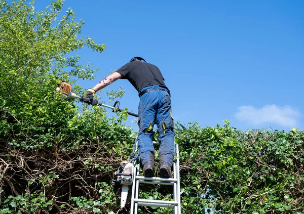 Chirurgo Albero Arborista Cima Una Siepe Alta Utilizzando Utensili Elettrici — Foto Stock