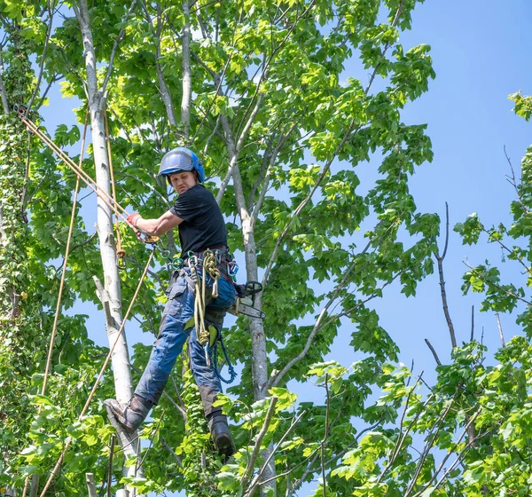 Chirurgien Arboriste Utilise Une Corde Sécurité Pour Fixer Dans Arbre — Photo