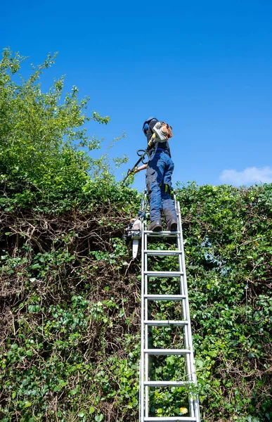 Ein Baumchirurg Oder Arborist Der Auf Einer Leiter Mit Langstreckenschneidern — Stockfoto