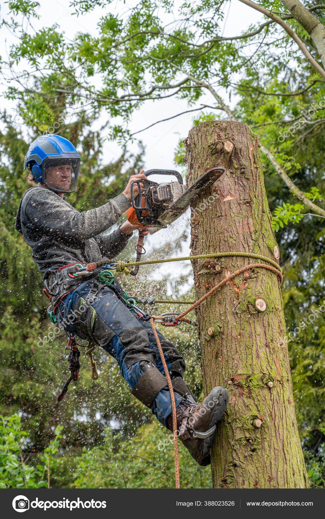 Using Chainsaw Cut Tall Tree Stump Stock Photo by ©diverroy 388023526