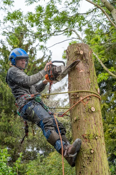 Usando Uma Motosserra Para Cortar Alto Toco Árvore — Fotografia de Stock