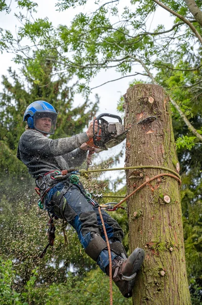 Cirurgião Árvore Arborista Usando Uma Motosserra Para Cortar Toco Árvore — Fotografia de Stock