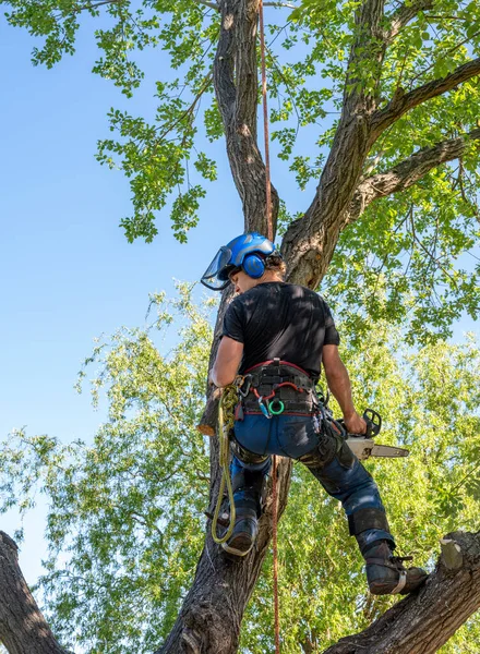 A Tree Surgeon or Arborist working up a tree with a chainsaw and safety ropes.