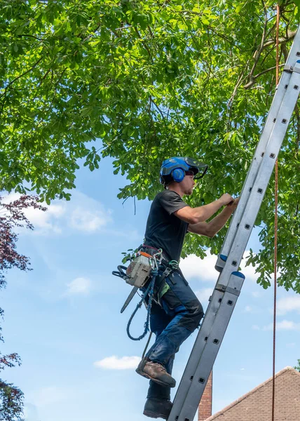 Ein Baumchirurg Oder Arborist Der Eine Leiter Hochzieht Einen Baum — Stockfoto