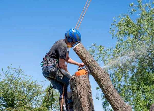 A Tree Surgeon or Arborist cutting a tree stem using a chainsaw.