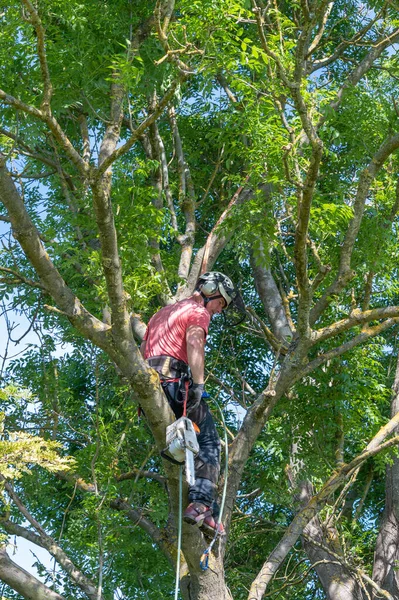Ein Baumchirurg Oder Arborist Der Sich Einen Baum Angeseilt Hat — Stockfoto