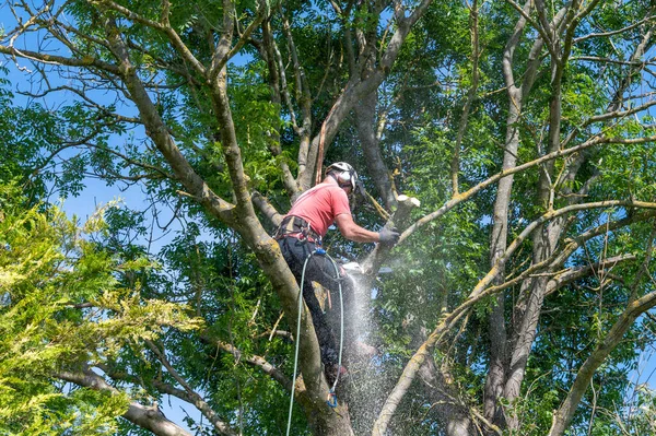 Sebuah Surgeon Pohon Atau Arborist Menggunakan Gergaji Untuk Memotong Cabang — Stok Foto