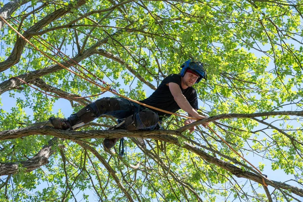 Ağaç Cerrahı ya da Ağaççı kesmeye hazır bir dala ip bağlıyor..