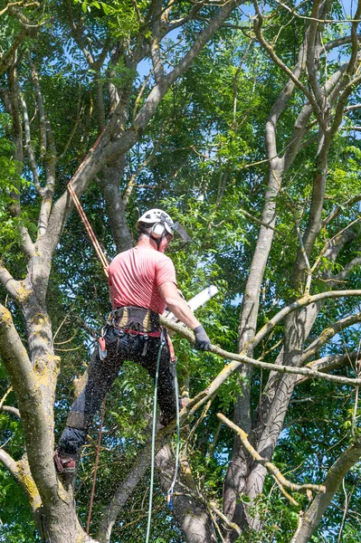 A Tree Surgeon or Arborist standing in a tree cutting off branches.