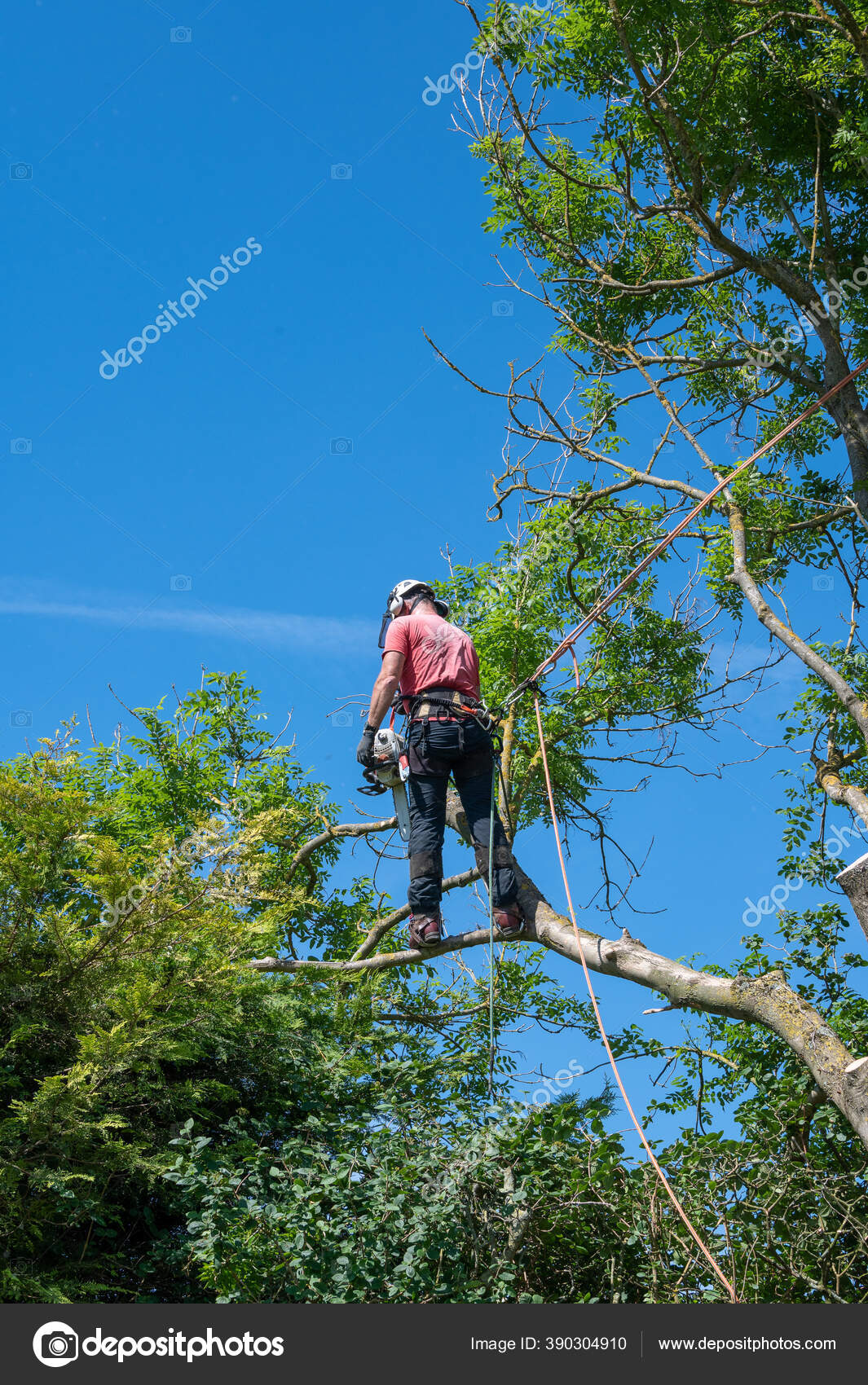 Tree Surgeon Arborist Using Safety Ropes Stands Tree Branch Cutting — Stock  Photo © diverroy #390304910