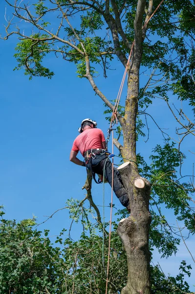 Ένας Χειρουργός Δέντρων Arborist Κόβει Μεγάλο Κλαδί Ενώ Χρησιμοποιεί Σχοινιά — Φωτογραφία Αρχείου